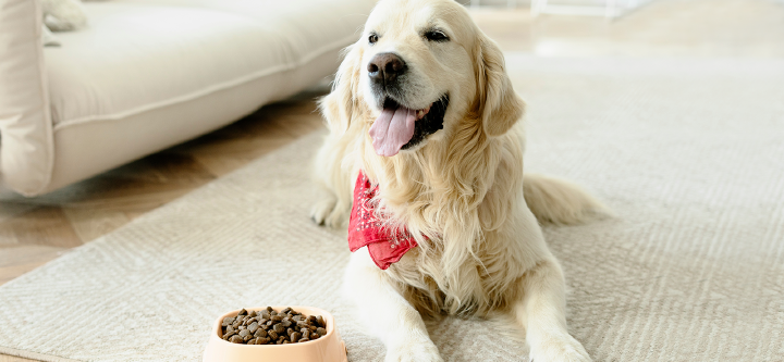 themenwelt themeneinstieg hundeernaehrung unvertraeglichkeit 1600x740